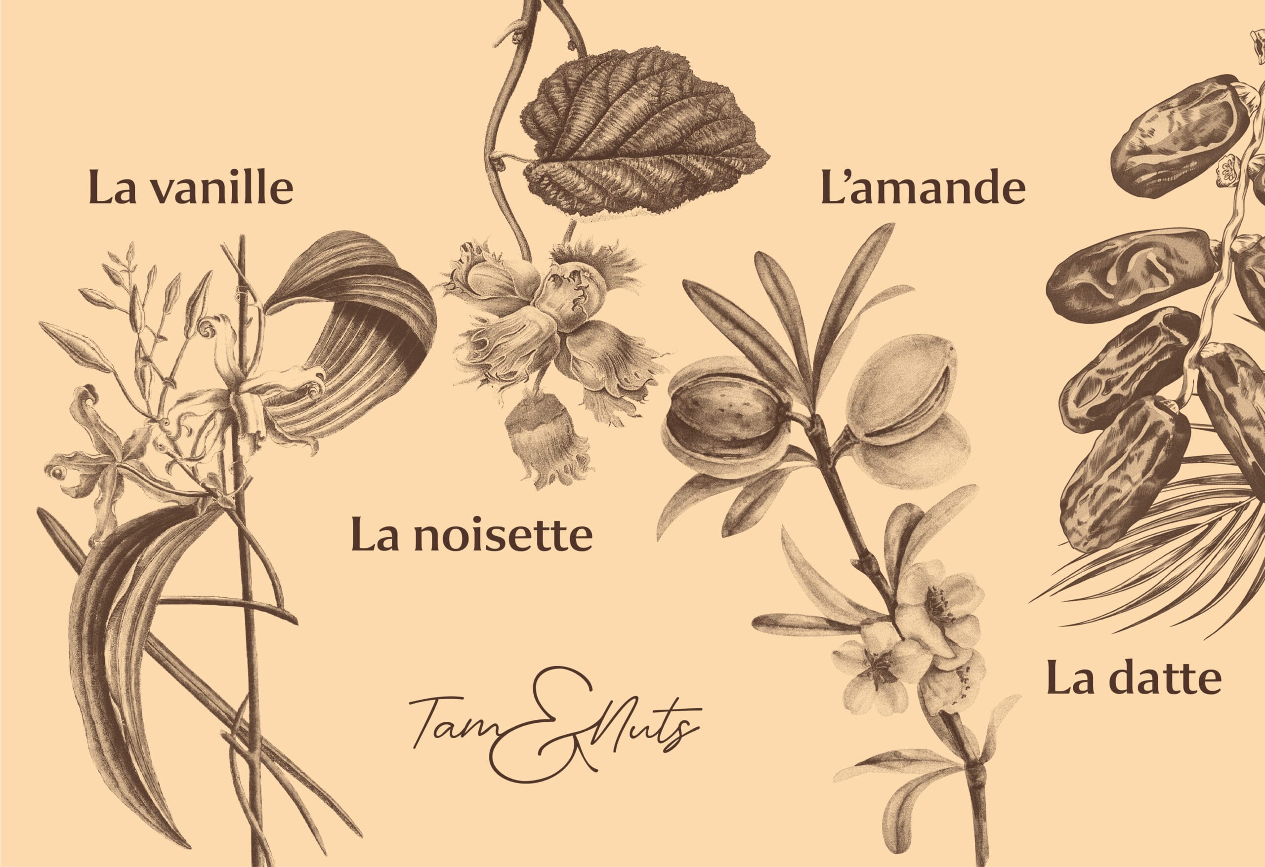 Tam&Nuts - pâte à tartiner - illustrations